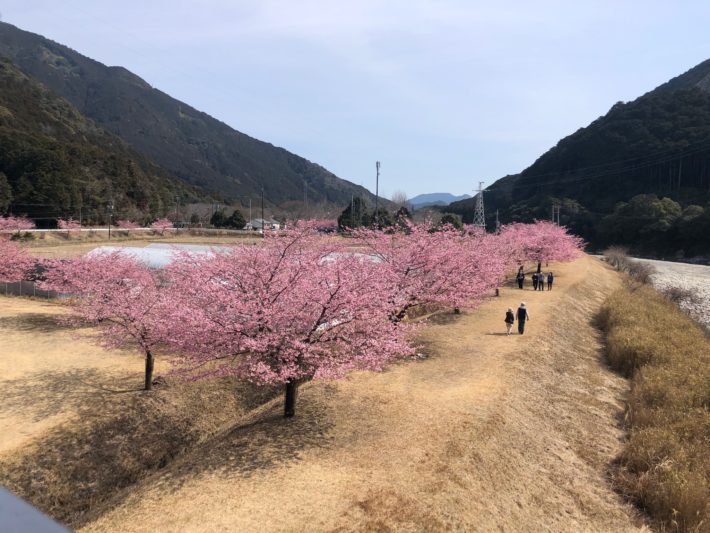 桜を見る会～早咲きの河津桜を見に行こう @ キャンプinn海山場内及び周辺
